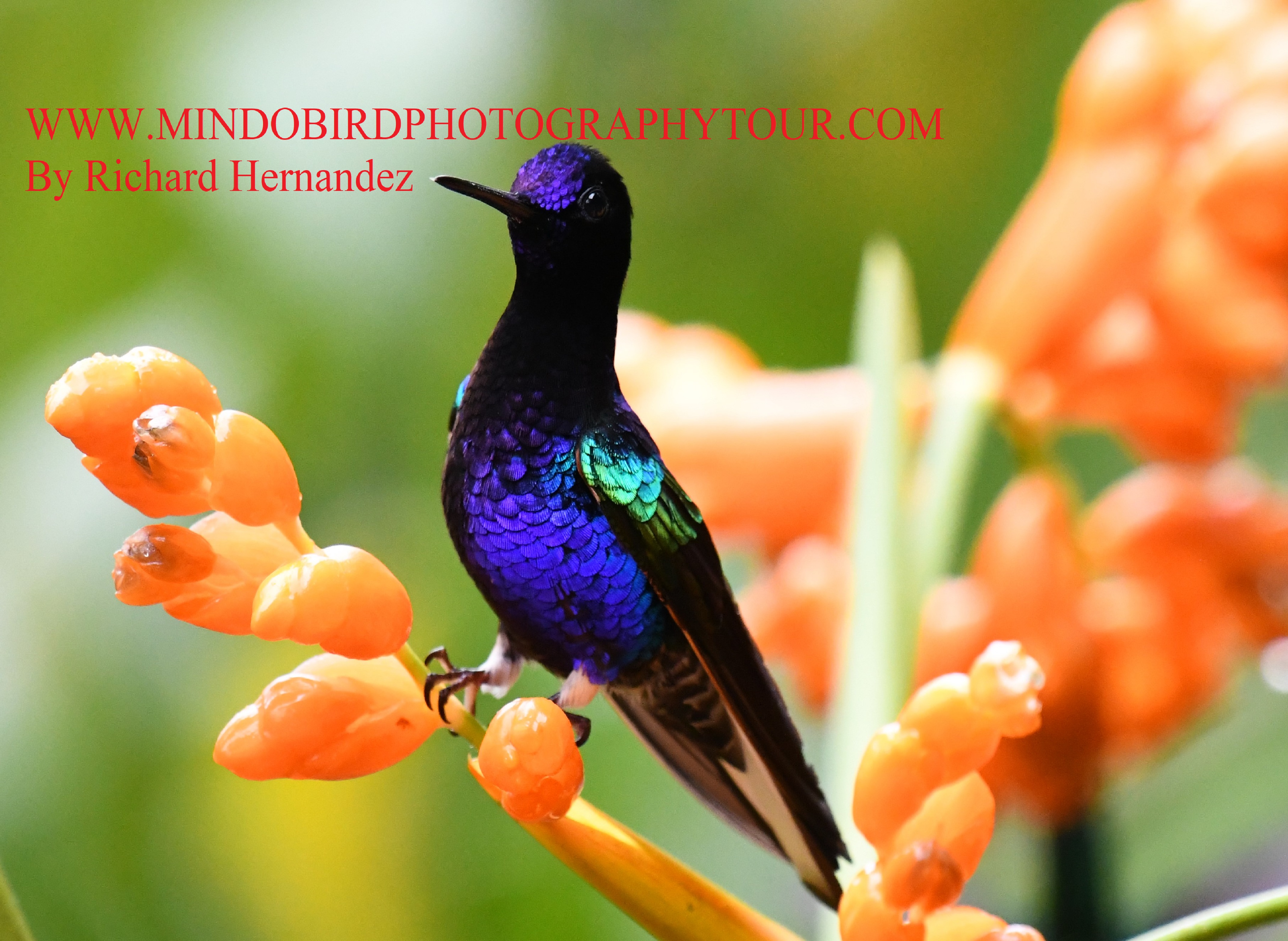 guidedbirdingtour